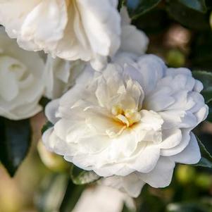 Camellia sasanqua 'Green 699-006' 