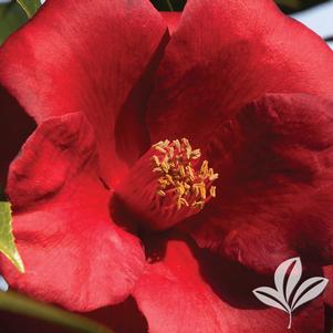 Camellia japonica 'Royal Velvet' 