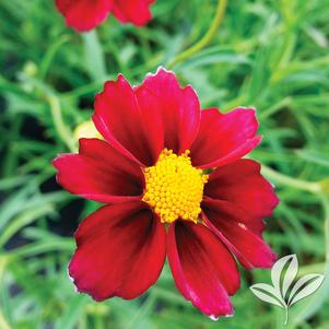 Coreopsis 'Mercury Rising' 