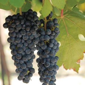 Vitis labrusca 'Lenior' 