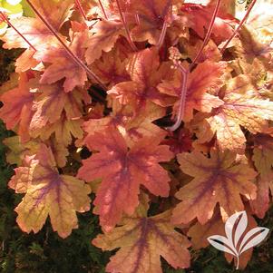 Heucherella 'Sweet Tea' 