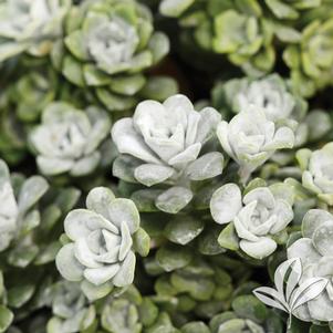 Sedum spathulifolium 'Cape Blanco' 