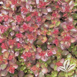 Sedum spurium 'Schorbuser Blut' 