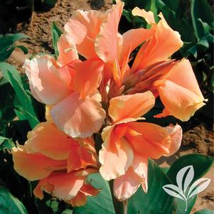 Canna x generalis 'Tropical Sunrise' 