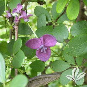 Akebia quinata 