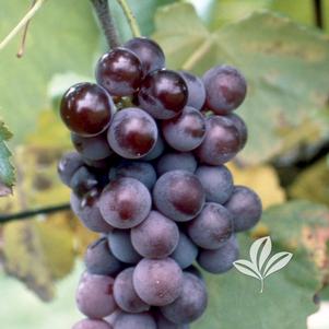 Vitis labrusca 'Champanel' 
