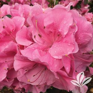 Rhododendron x 'RLH1-7P14' 