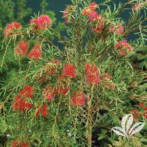 Callistemon viminalis 'Hannah Ray' 