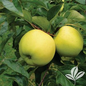Malus 'UEB 3375/2' 