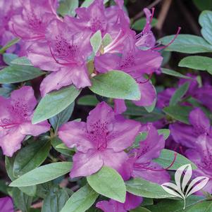 Rhododendron girard x 'Karen' 