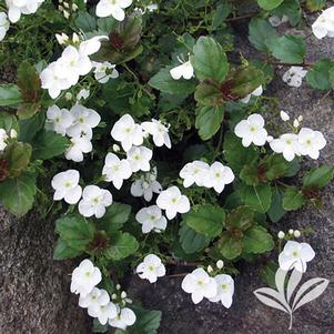 Veronica 'Whitewater' 