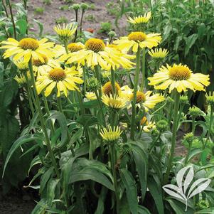 Echinacea 'Cleopatra' 