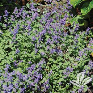 Nepeta x faassenii 'Early Bird' 