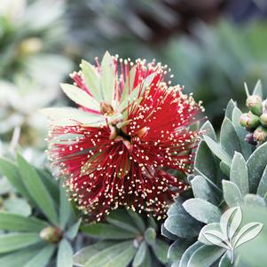 Callistemon citrinus 'Little John' 