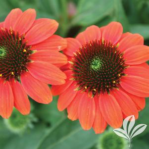 Echinacea 'Balsomcor' 