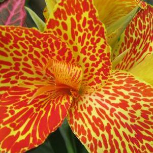 Canna x generalis 'Maui Punch' 