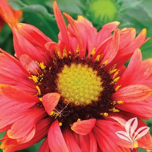 Gaillardia aristata 'Arizona Red Shades' 