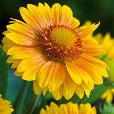 Gaillardia aristata 'Arizona Apricot' 