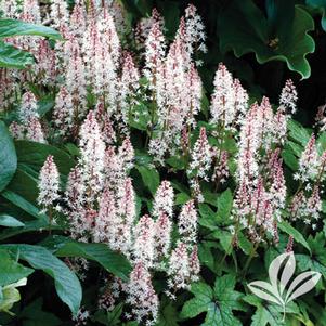 Tiarella 'Spring Symphony' 