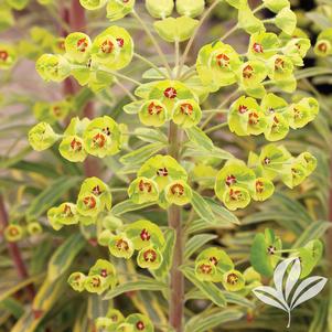 Euphorbia martinii 'Ascot Rainbow' 