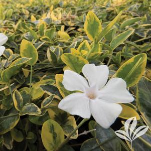 Vinca minor 'DSNH 1205' 