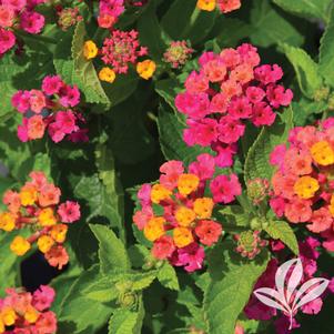 Lantana 'Bante Cheriasun' 