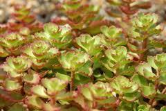 Sedum spurium 'Red Carpet' 