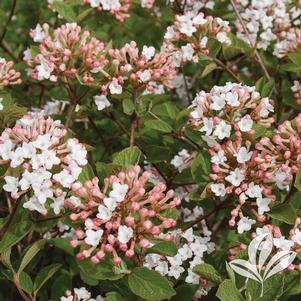 Viburnum carlesii 'JN SELECT A' 