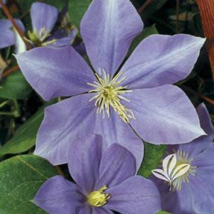 Clematis 'Fujimusume' 