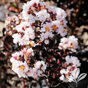 Lagerstroemia x 'Ebony Glow' 