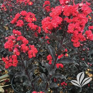 Lagerstroemia x 'Ebony Flame' 