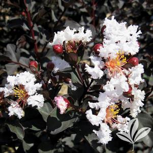 Lagerstroemia x 'Ebony and Ivory' 