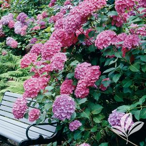 Hydrangea macrophylla 'Big Daddy' 