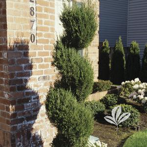 spartan chinensis juniperus juniper