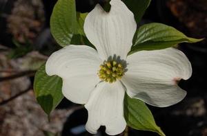 Cornus florida ‘Appalachian Snow’