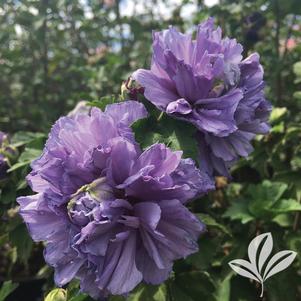 Hibiscus syriacus 'DS01BS' 