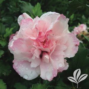 Hibiscus syriacus 'DS04PS' 