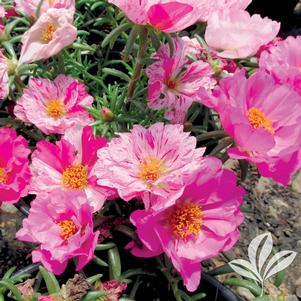 Portulaca grandiflora 'Happy Trails Peppermint' 