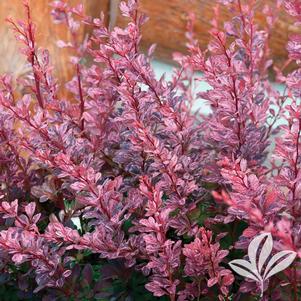 Berberis thunbergii 'Rose Glow' 