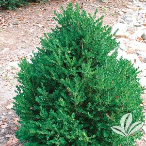Buxus 'Green Mountain' 