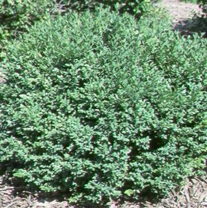 Buxus 'Green Velvet' 