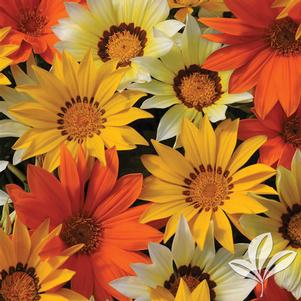 Gazania rigens 'New Bright Day Mix' 