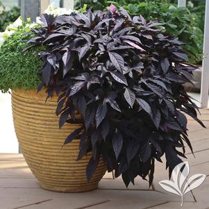 Ipomoea batatas 'Fnpalblk' 