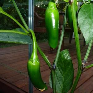 Capsicum annuum 'Centella' 