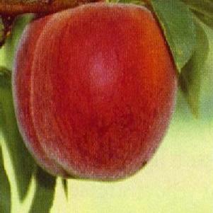 Prunus persica 'Cresthaven' 