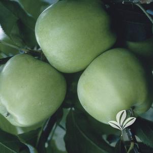 Malus 'Mutsu' 