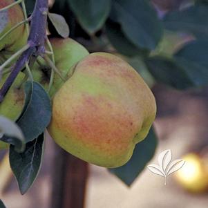 Malus 'Dorsett Golden' 