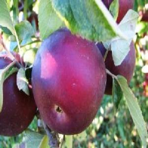 Malus 'Arkansas Black' 