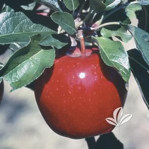 Malus 'Winesap' 