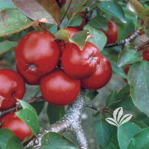 Malus 'Lautz' 
